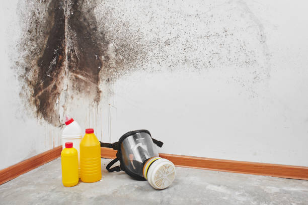 Best White Mold Remediation in Thousand Palms, CA