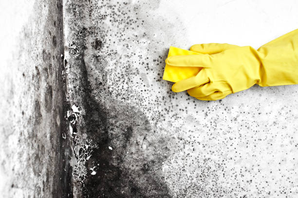 Best Emergency Mold Remediation in Thousand Palms, CA
