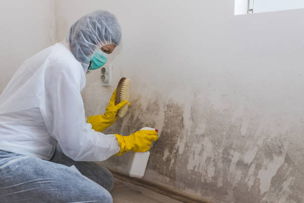 Best Commercial Mold Remediation in Thousand Palms, CA