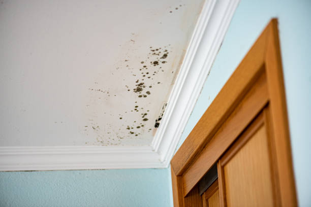 Best DIY Mold Remediation Support Services in Thousand Palms, CA