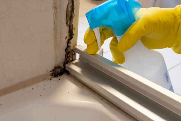 Best White Mold Remediation in Thousand Palms, CA