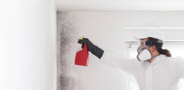Best Residential Mold Remediation in Thousand Palms, CA