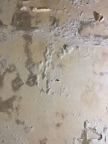 Best Localized Mold Remediation (e.g., coastal areas, humid climates) in Thousand Palms, CA
