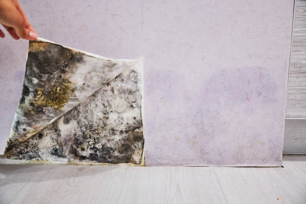 Best Preventive Mold Services in Thousand Palms, CA